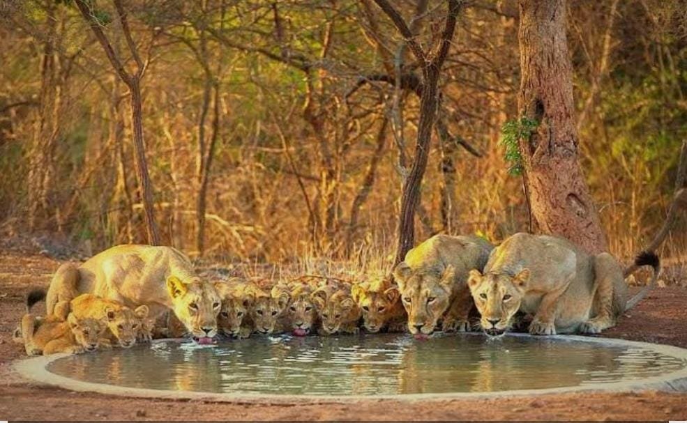 Planning Your Gir Jungle Safari