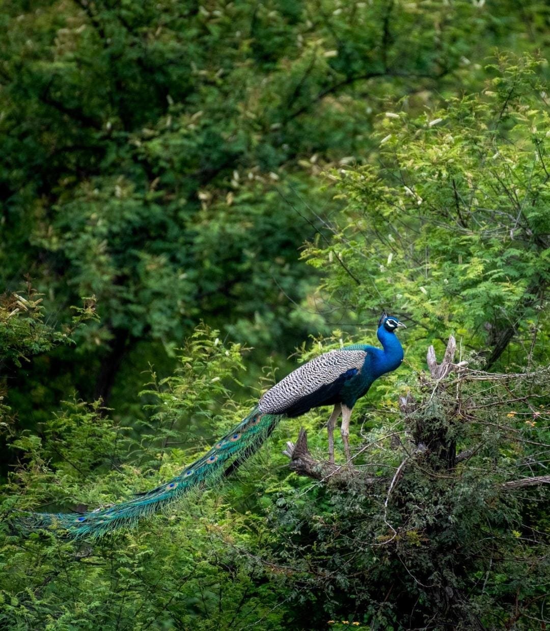 Birds photo