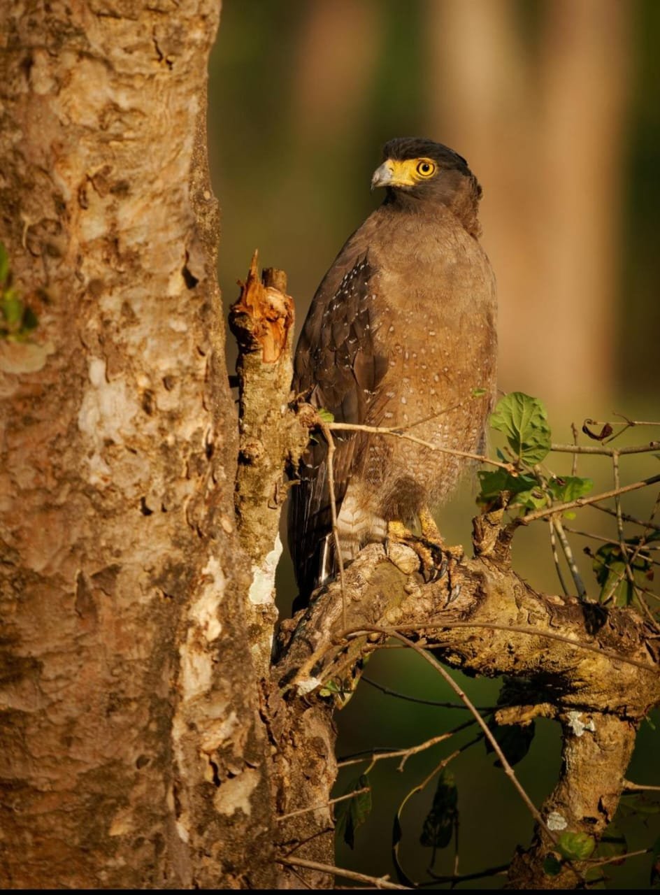 Birds photo