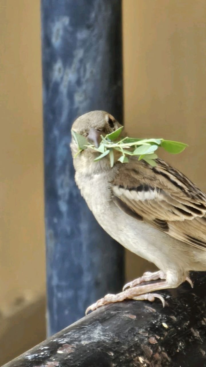 Birds photo