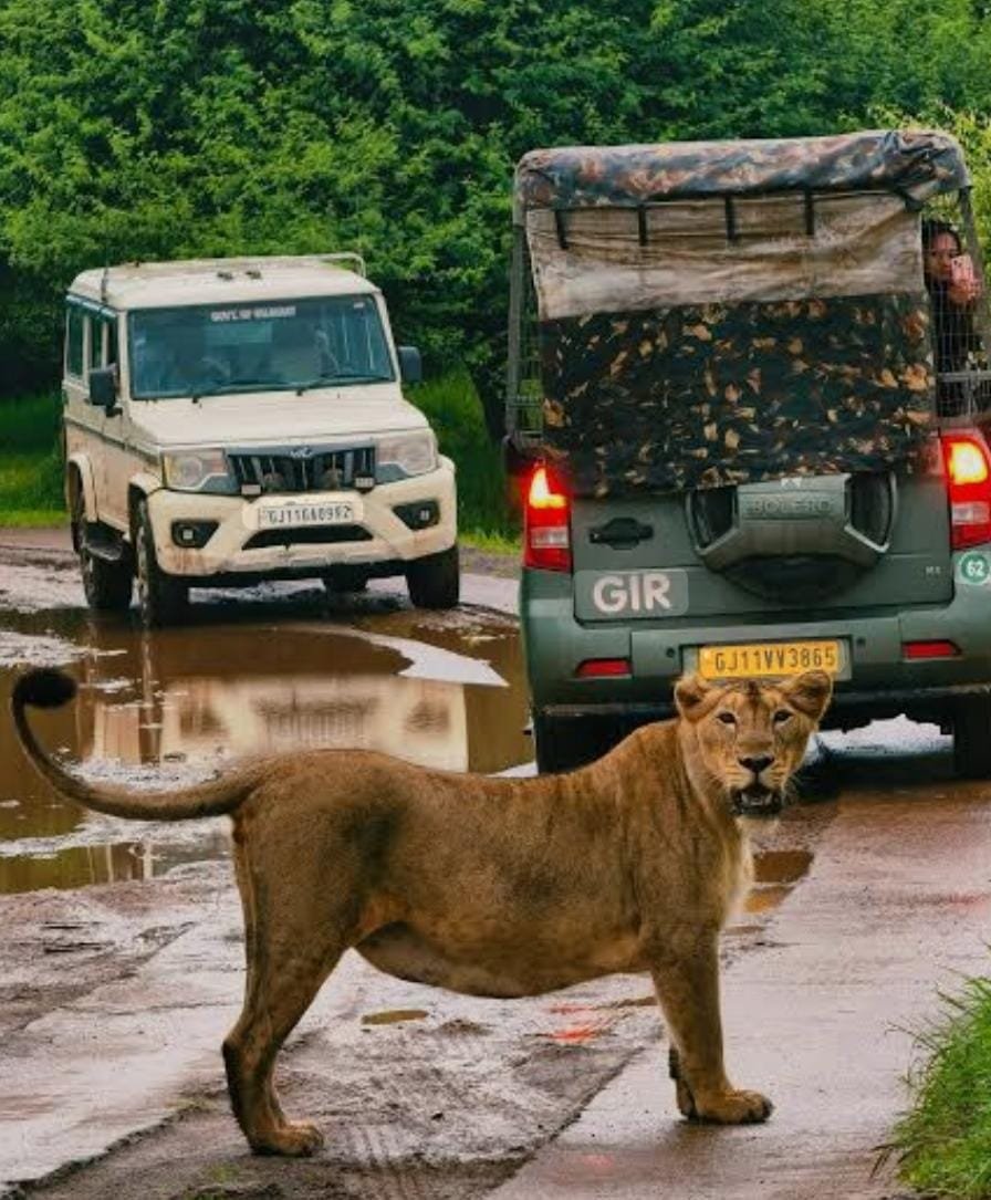 Lion and Wildlife photo